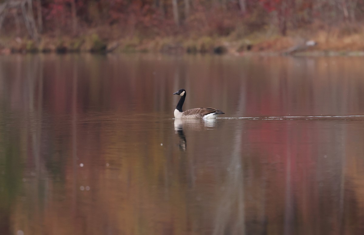 Oca canadese maggiore - ML645168782