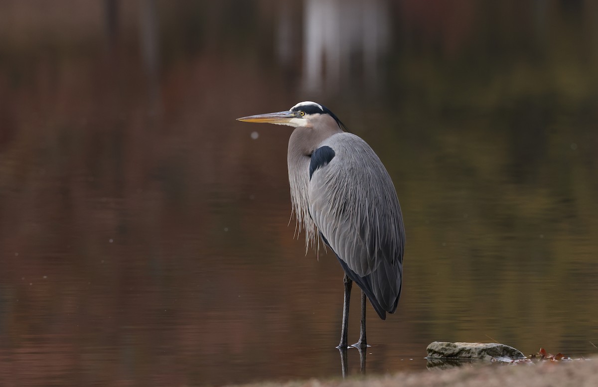 Great Blue Heron - ML645168784