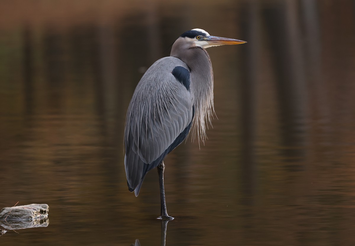 Great Blue Heron - ML645168785