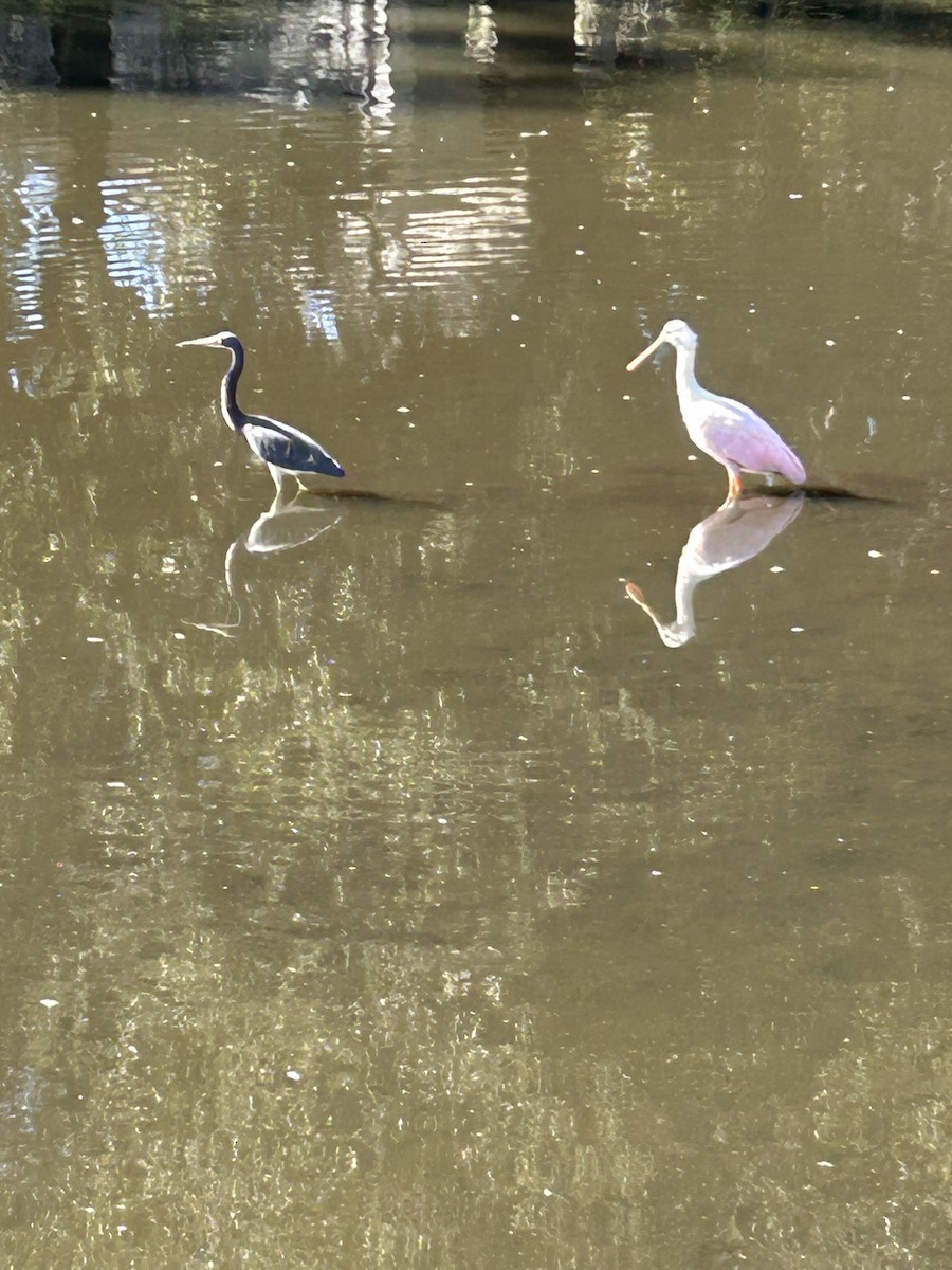 Espátula Rosada - ML645168787