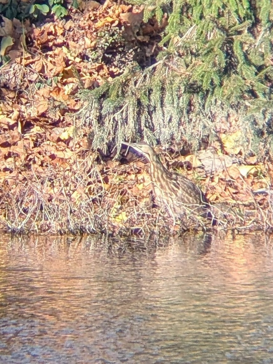 Бугай американський - ML645168788