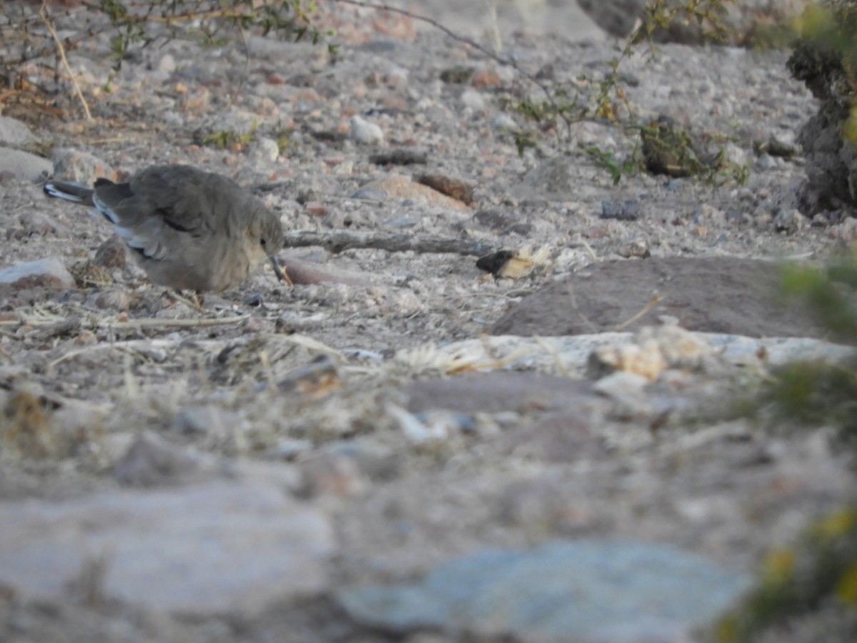 Picui Ground Dove - ML645168789