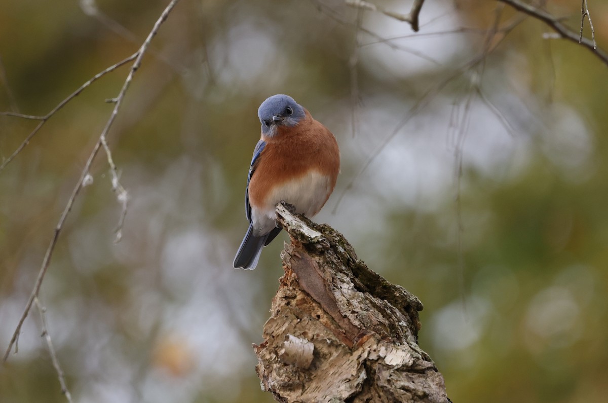 Eastern Bluebird - ML645168802
