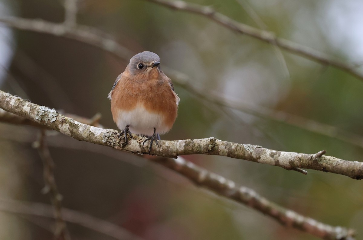 Eastern Bluebird - ML645168803
