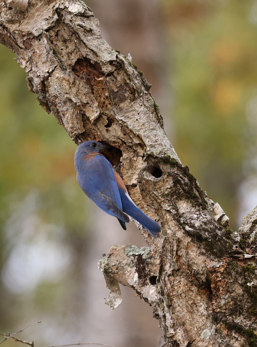 Eastern Bluebird - ML645168804