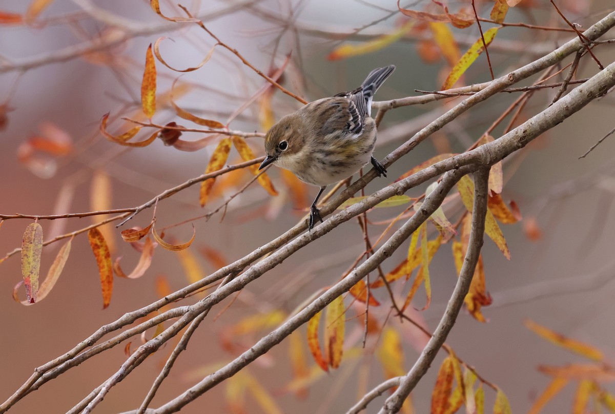 Yellow-rumped Warbler (Myrtle) - ML645168823