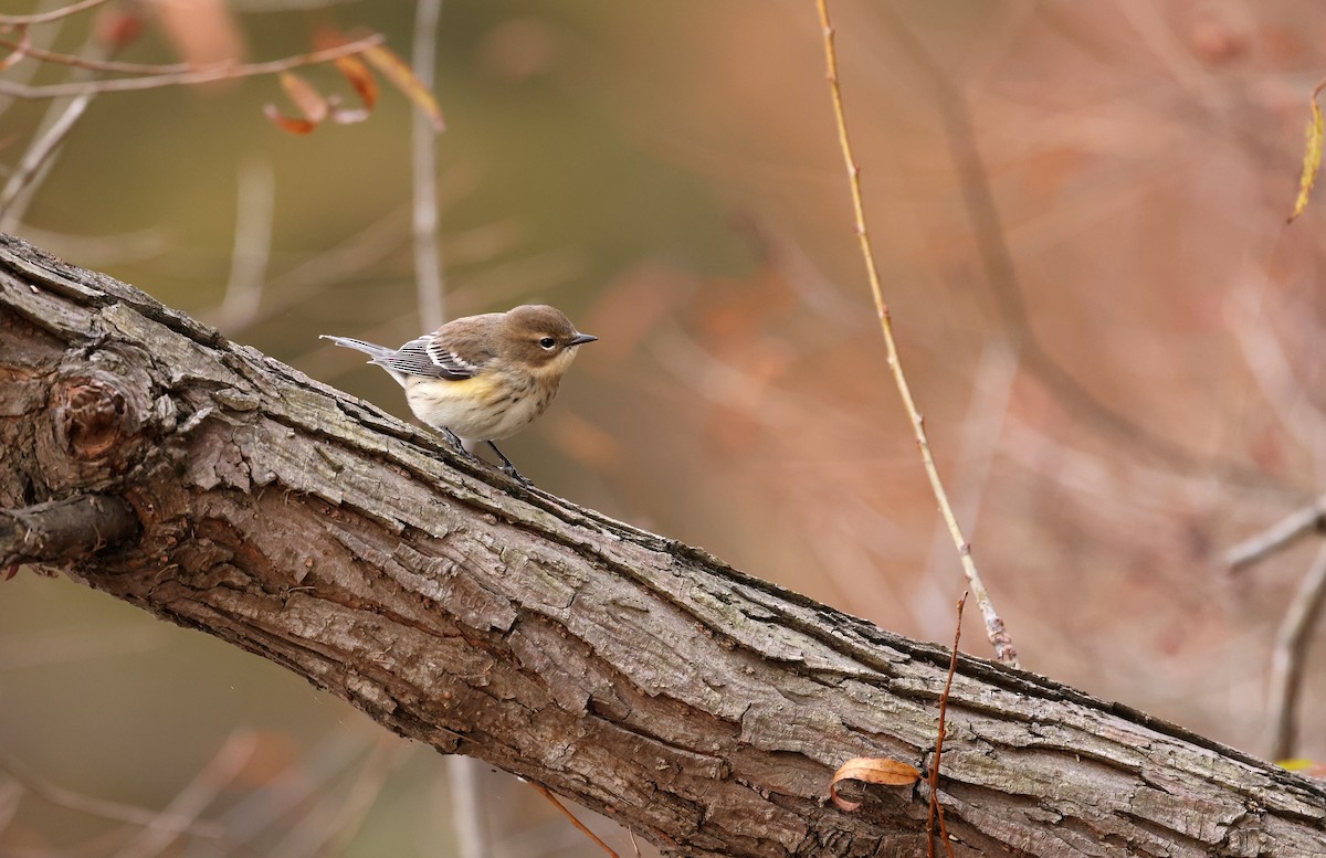 Yellow-rumped Warbler (Myrtle) - ML645168824