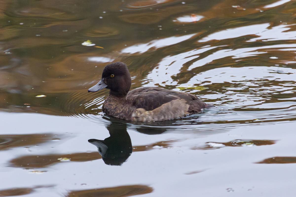 Tufted Duck - ML645168825