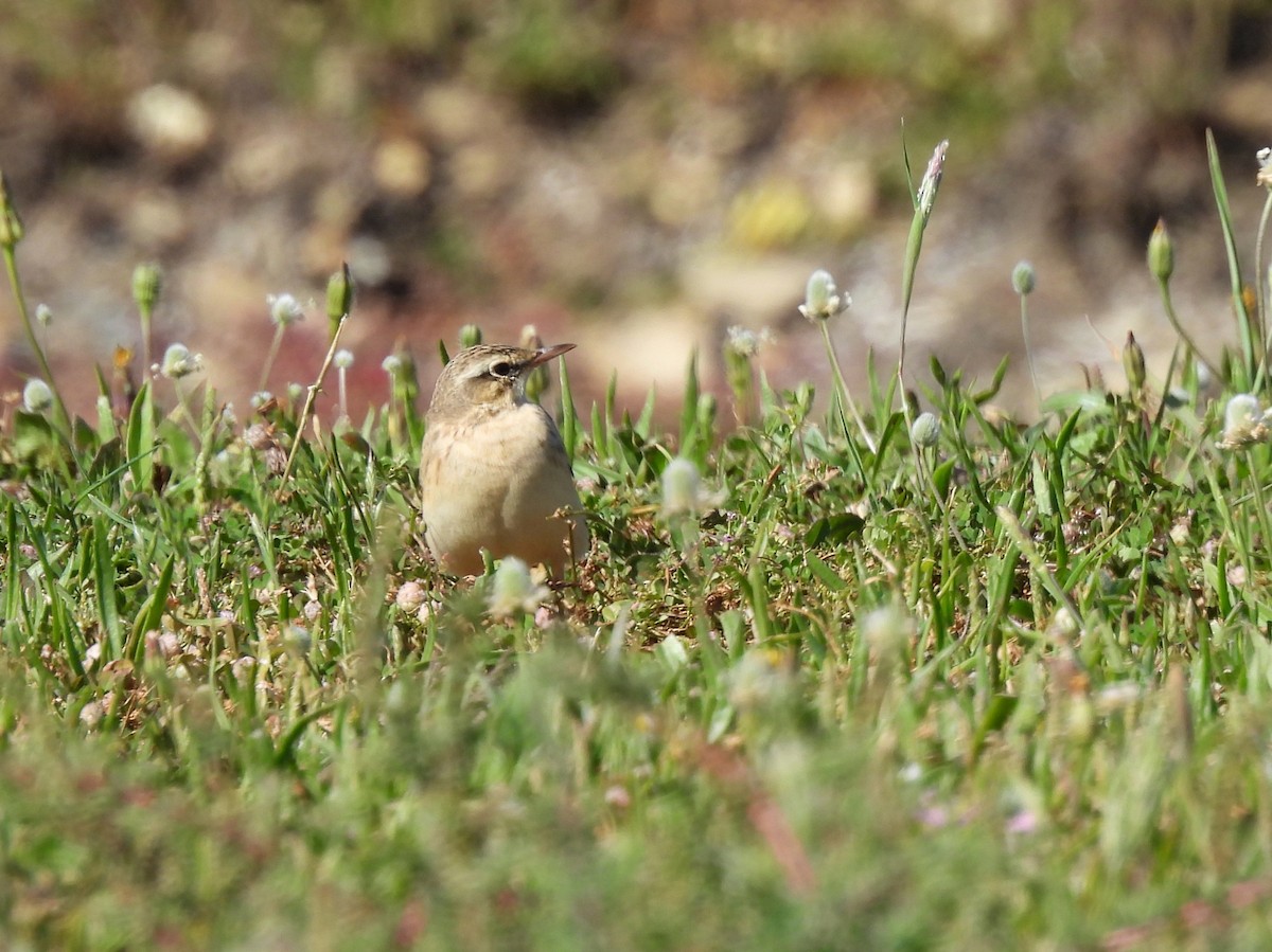 Tawny Pipit - ML645168829