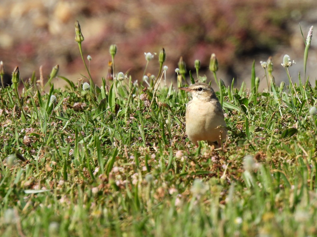 Tawny Pipit - ML645168830