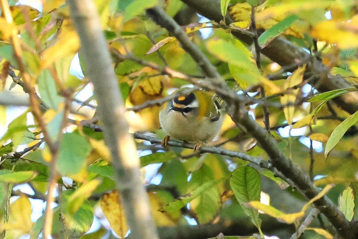 králíček ohnivý - ML645168844