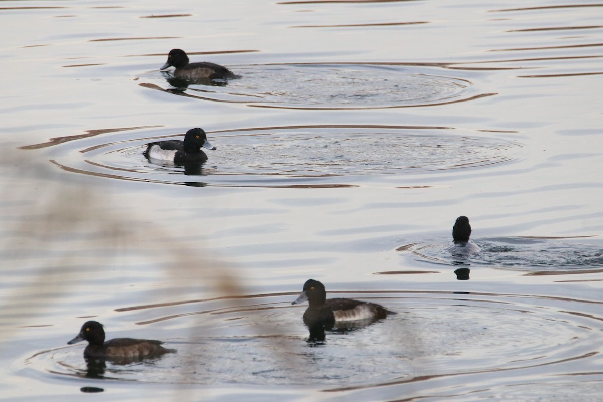 Tufted Duck - ML645168858
