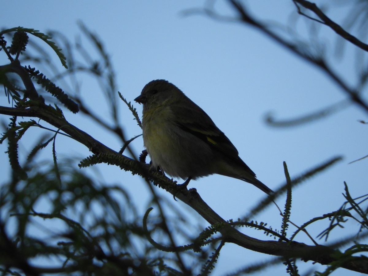 Hooded Siskin - ML645168869
