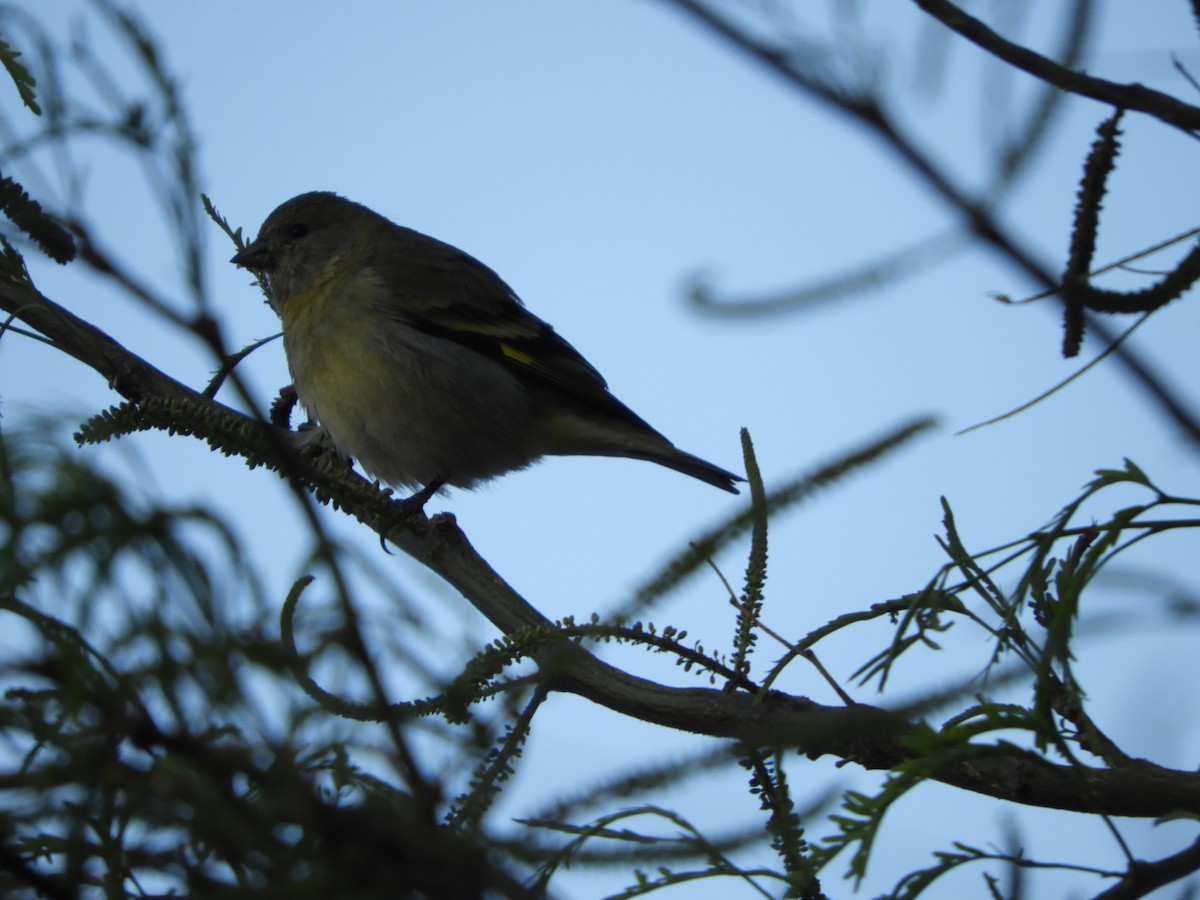 Hooded Siskin - ML645168870
