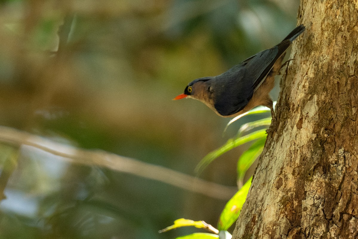 Velvet-fronted Nuthatch - ML645168891