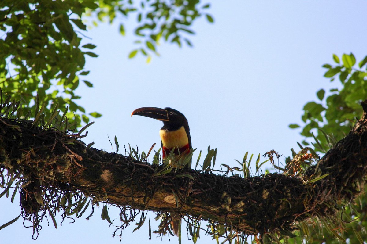 arassari hnědouchý - ML645168899