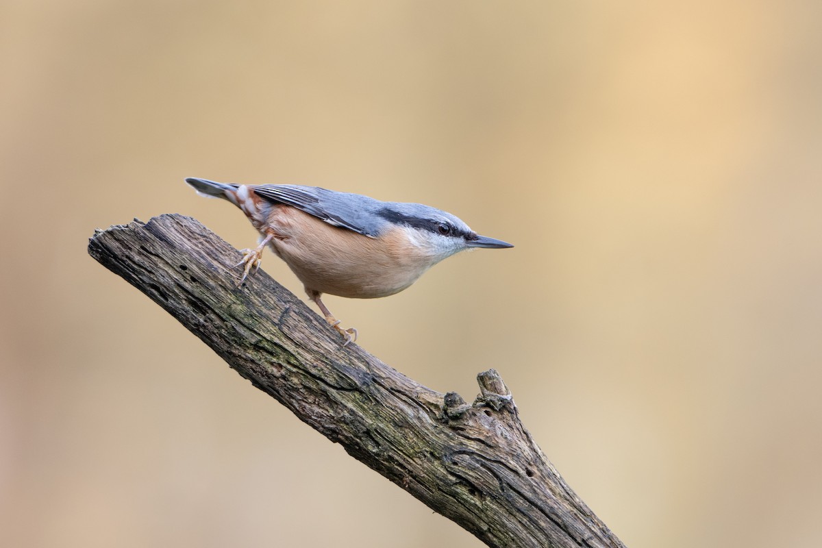 Повзик звичайний - ML645168915