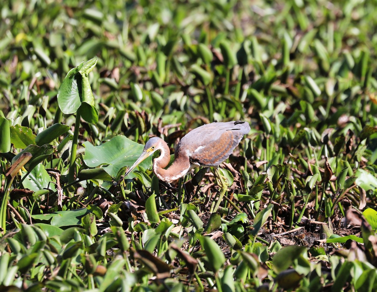 Tricolored Heron - ML645168926