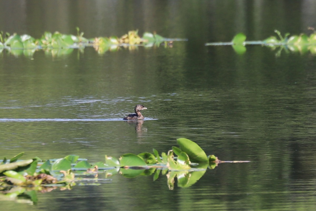 Pied-billed Grebe - ML645168930