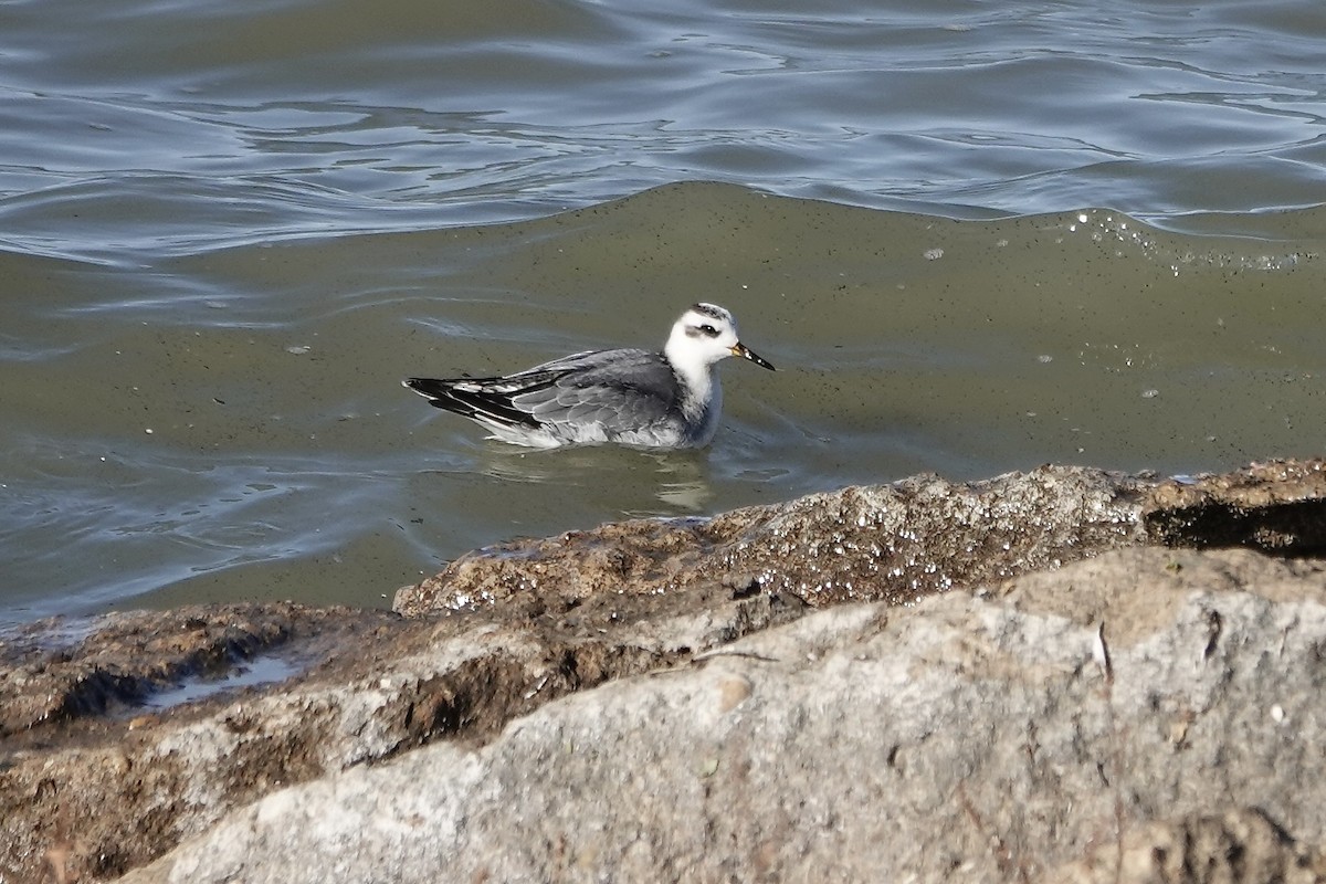 Red Phalarope - ML645168936