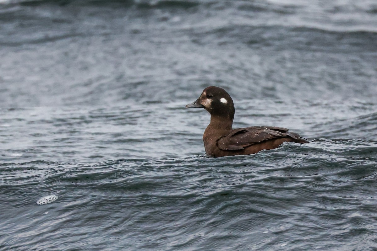 Palyaço Ördeği - ML645168940