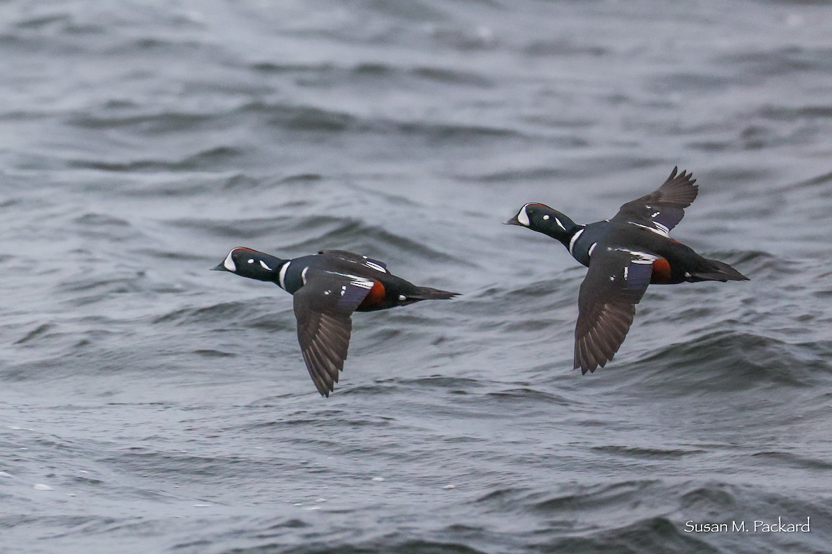 Palyaço Ördeği - ML645168942