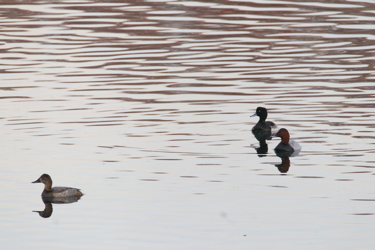 Common Pochard - ML645168943