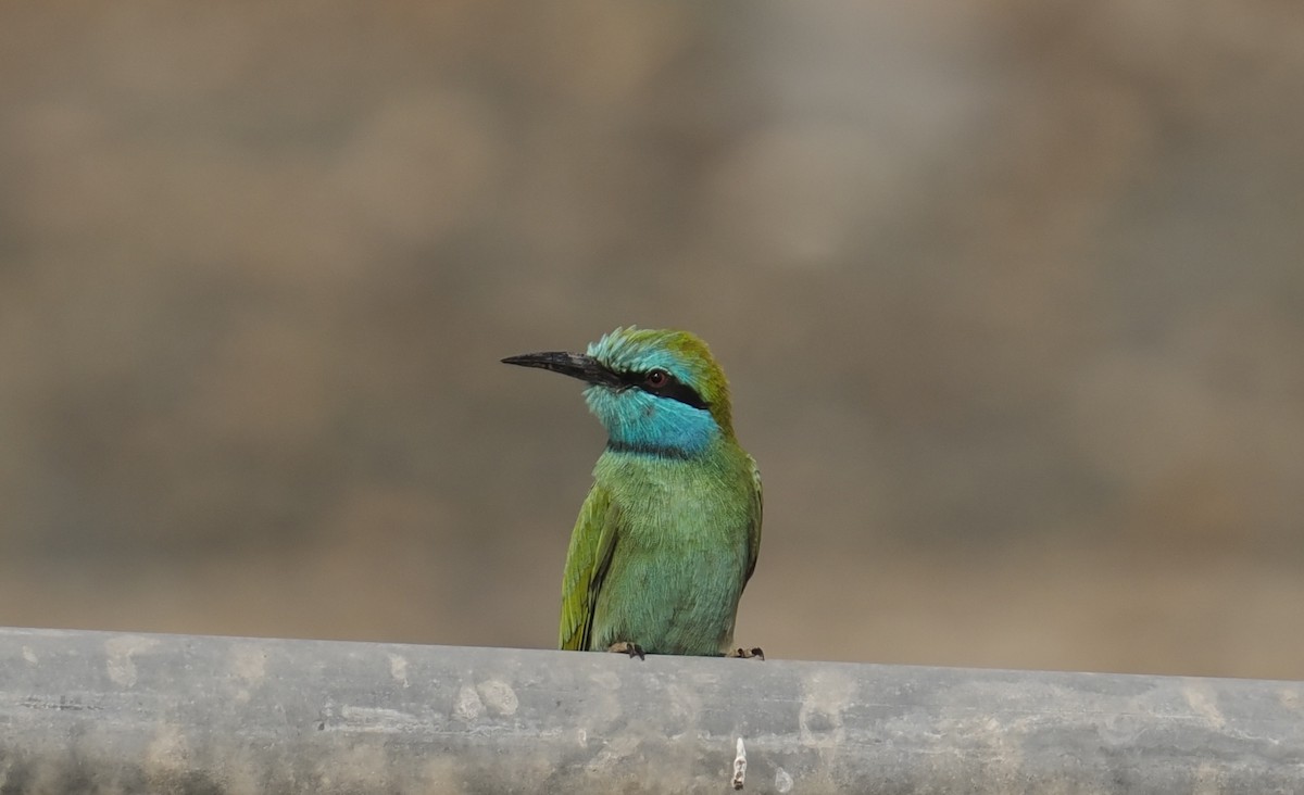 Erle-txori berde arabiarra - ML645168946