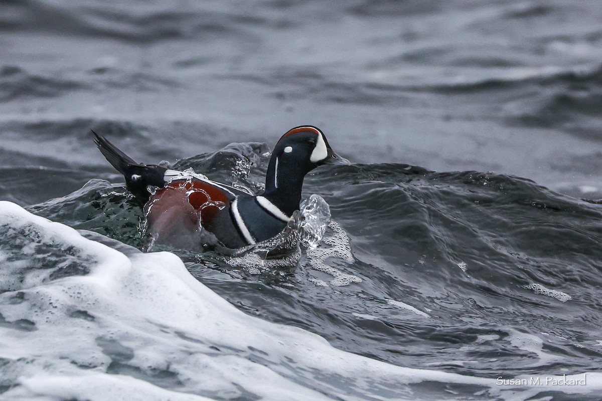 Palyaço Ördeği - ML645168953