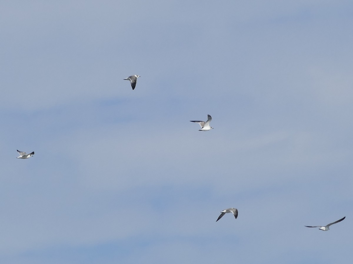 Franklin's Gull - ML645168955