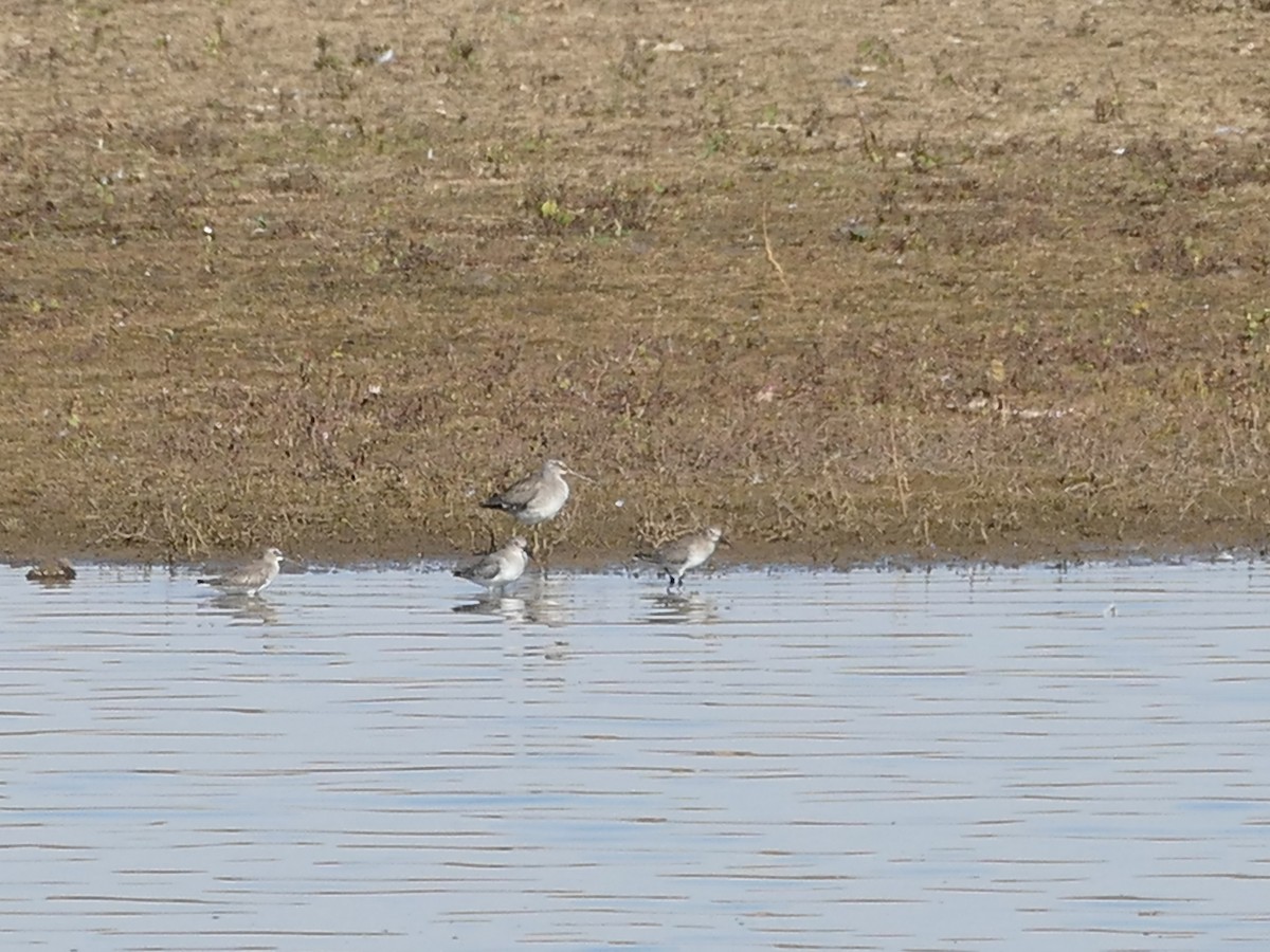 Long-billed Dowitcher - ML645168959