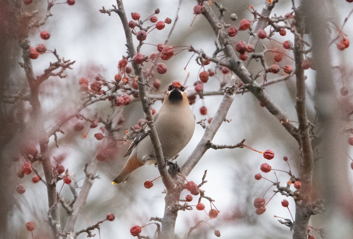 Bohemian Waxwing - ML645168962