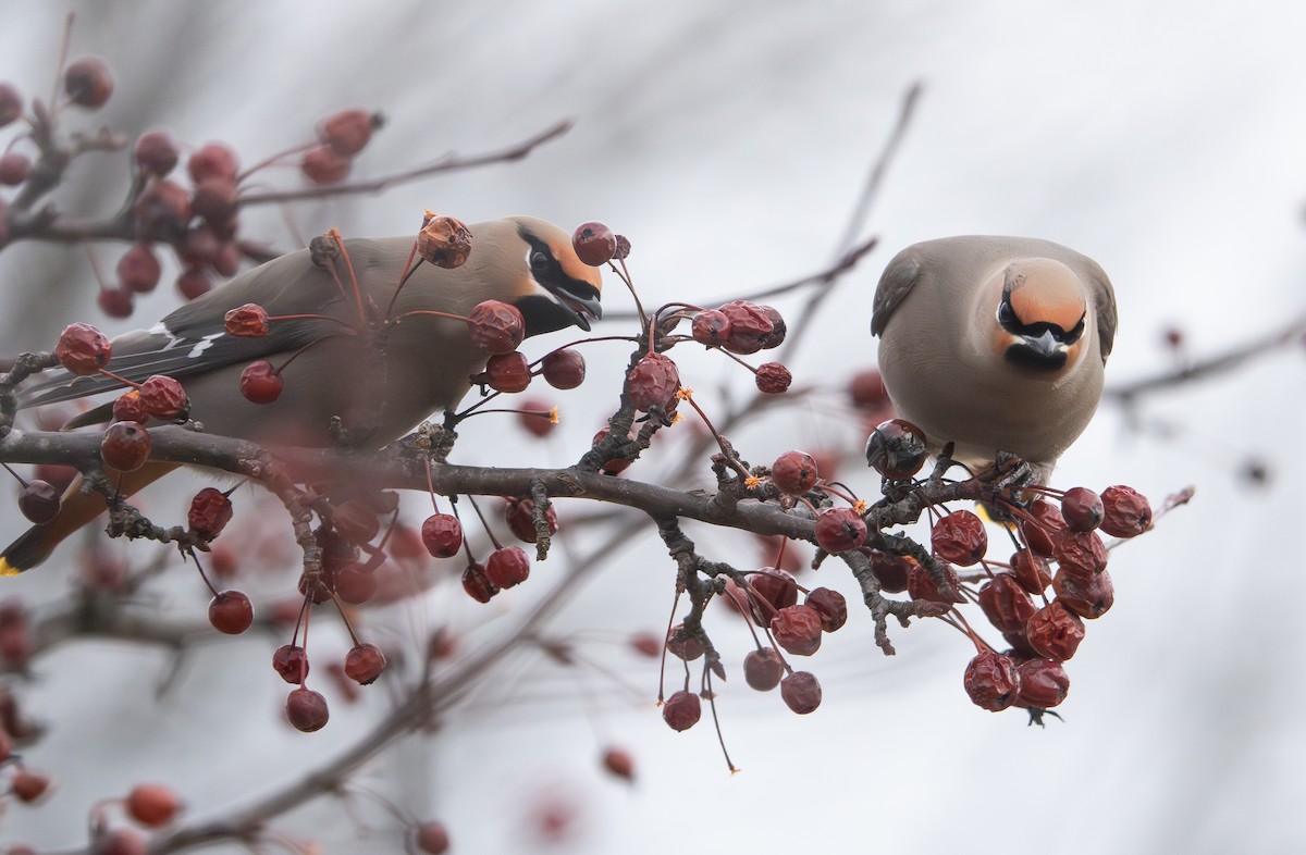 Bohemian Waxwing - ML645168963