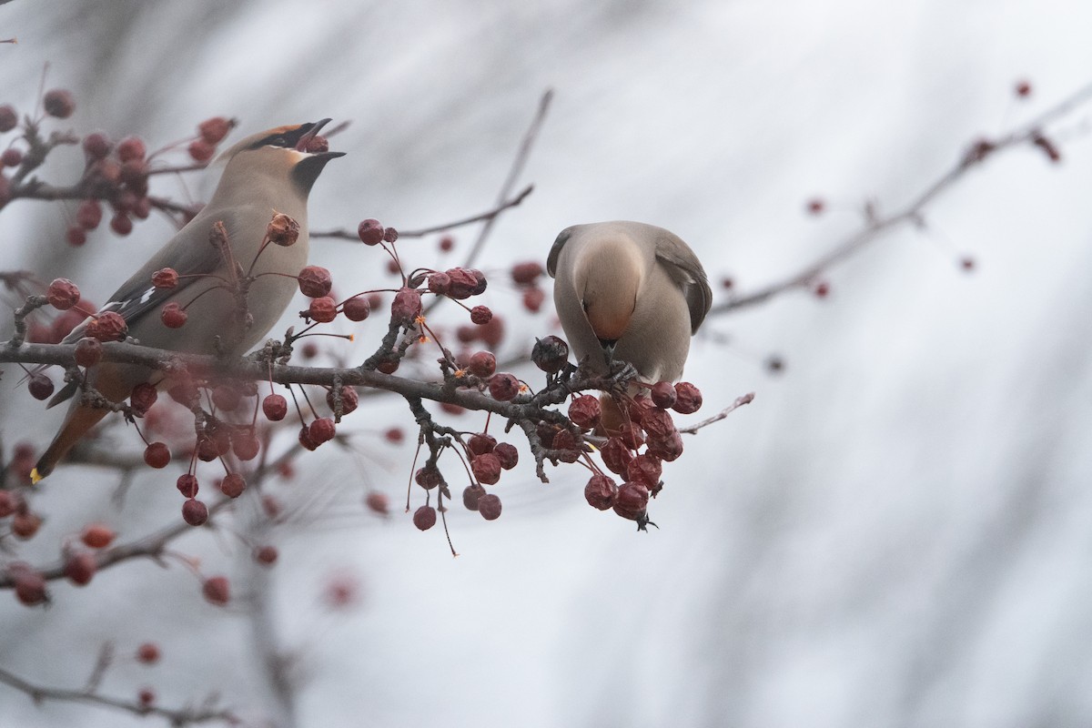 Bohemian Waxwing - ML645168964