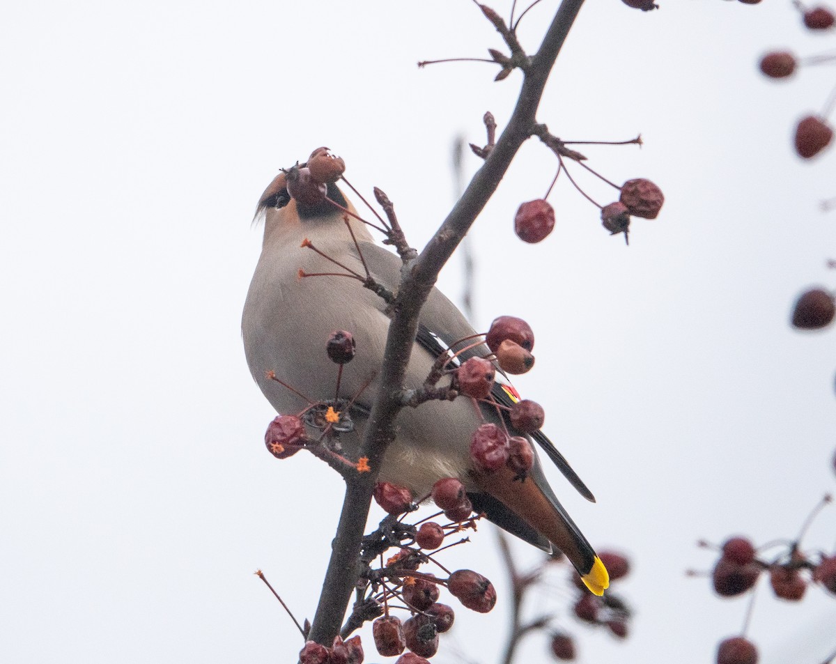 Bohemian Waxwing - ML645168965