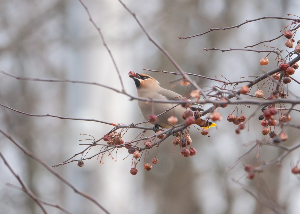 Bohemian Waxwing - ML645168966