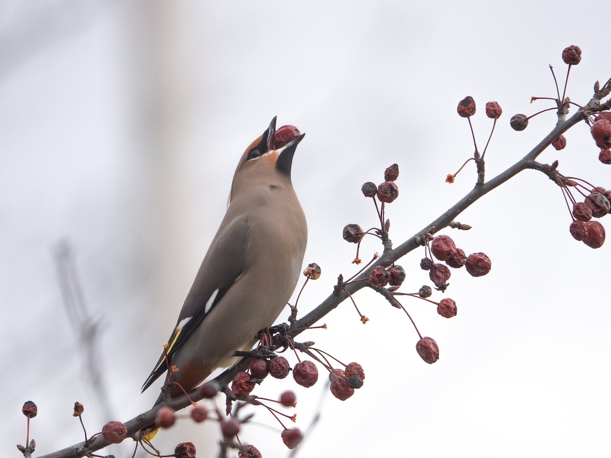 Bohemian Waxwing - ML645168967