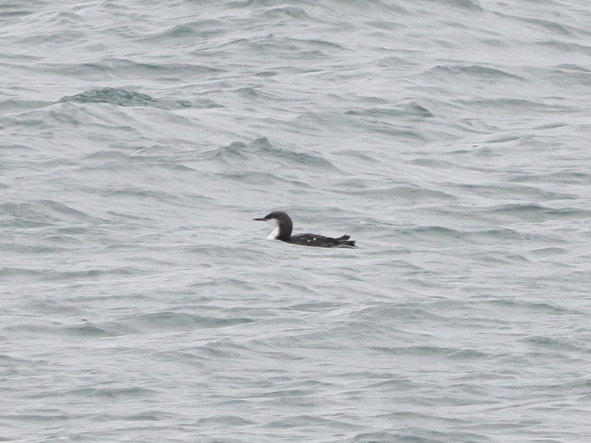 Pacific Loon - ML645168969