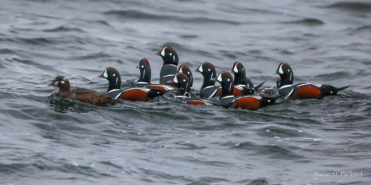 Palyaço Ördeği - ML645168972