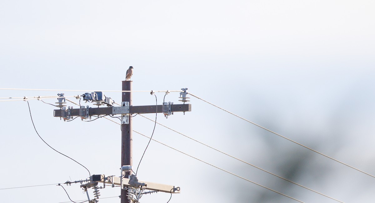Cooper's Hawk - ML645168978