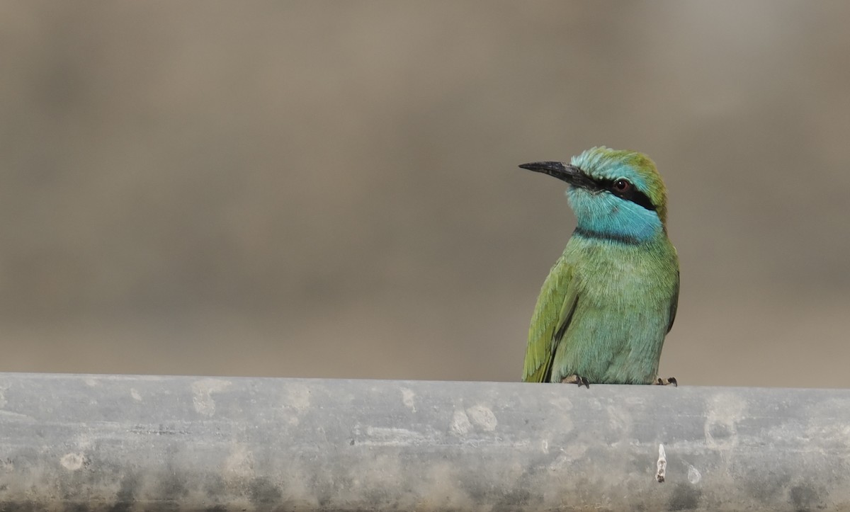 Erle-txori berde arabiarra - ML645168988