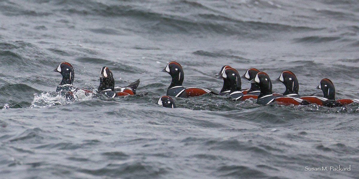 Palyaço Ördeği - ML645168991