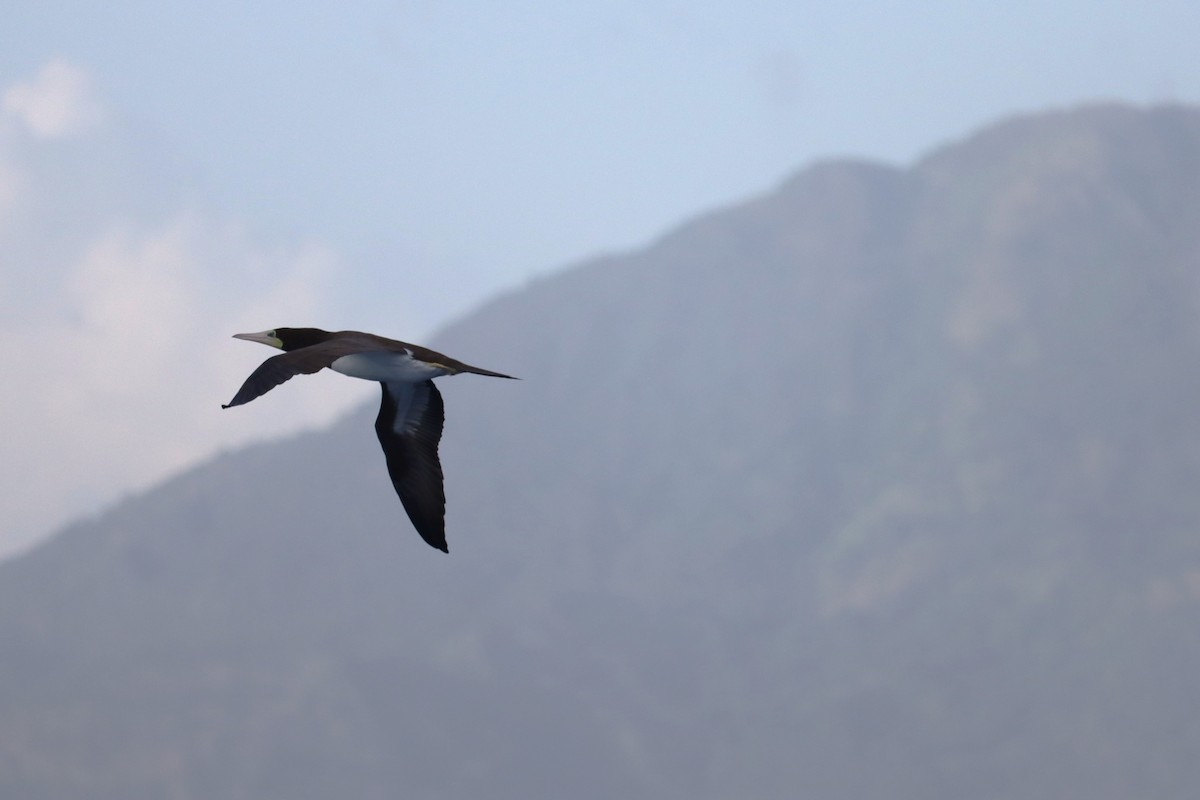 カツオドリ - ML645168994