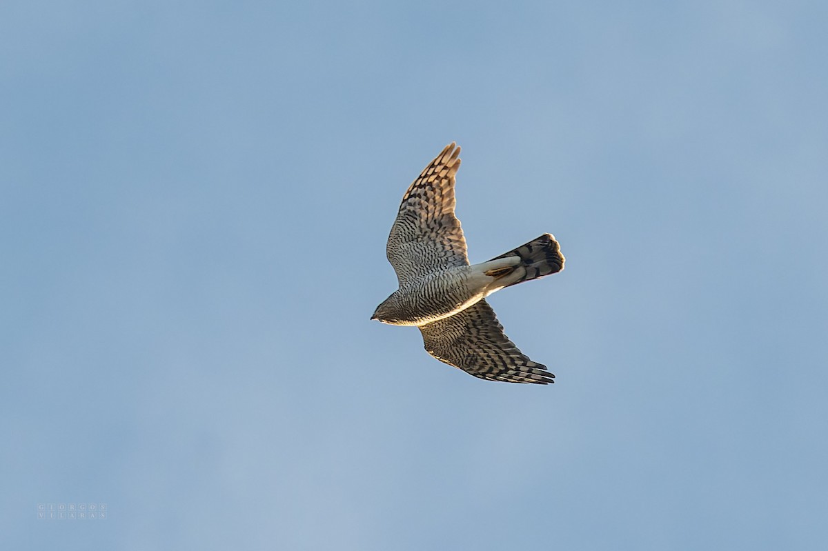 Eurasian Sparrowhawk - ML645169001