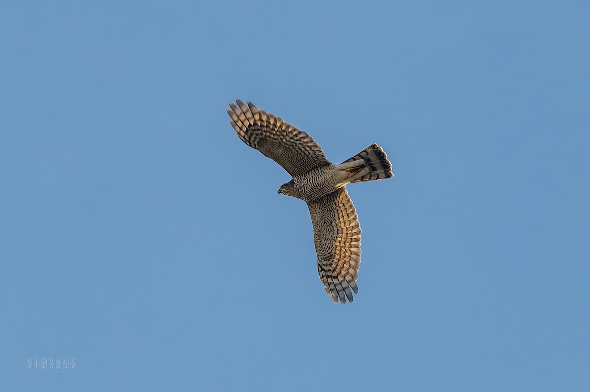 Eurasian Sparrowhawk - ML645169002