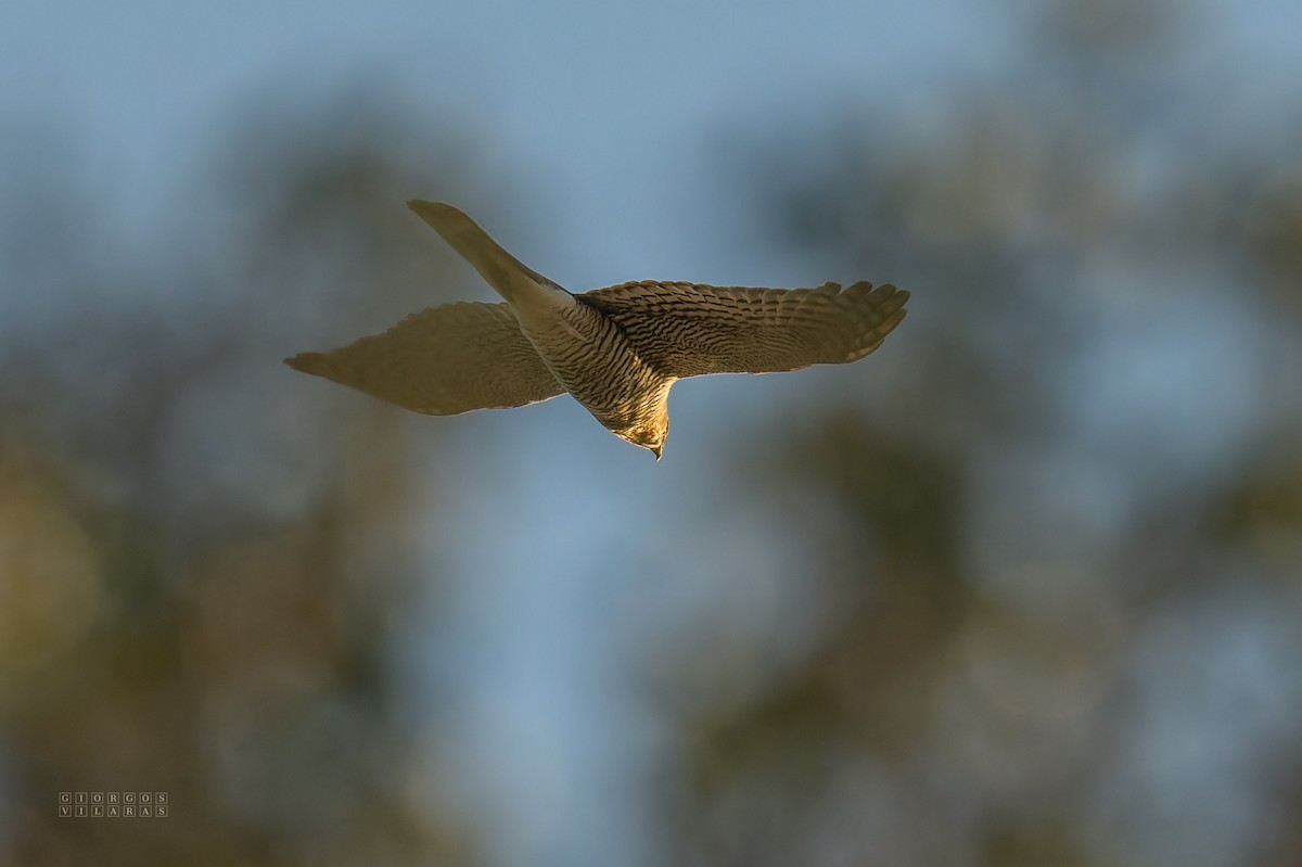 Eurasian Sparrowhawk - ML645169003