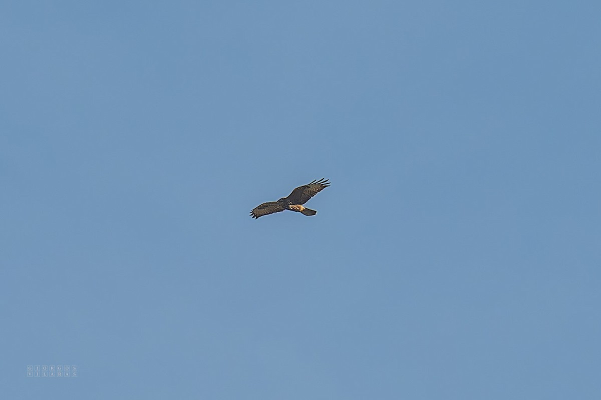 Common Buzzard - ML645169009
