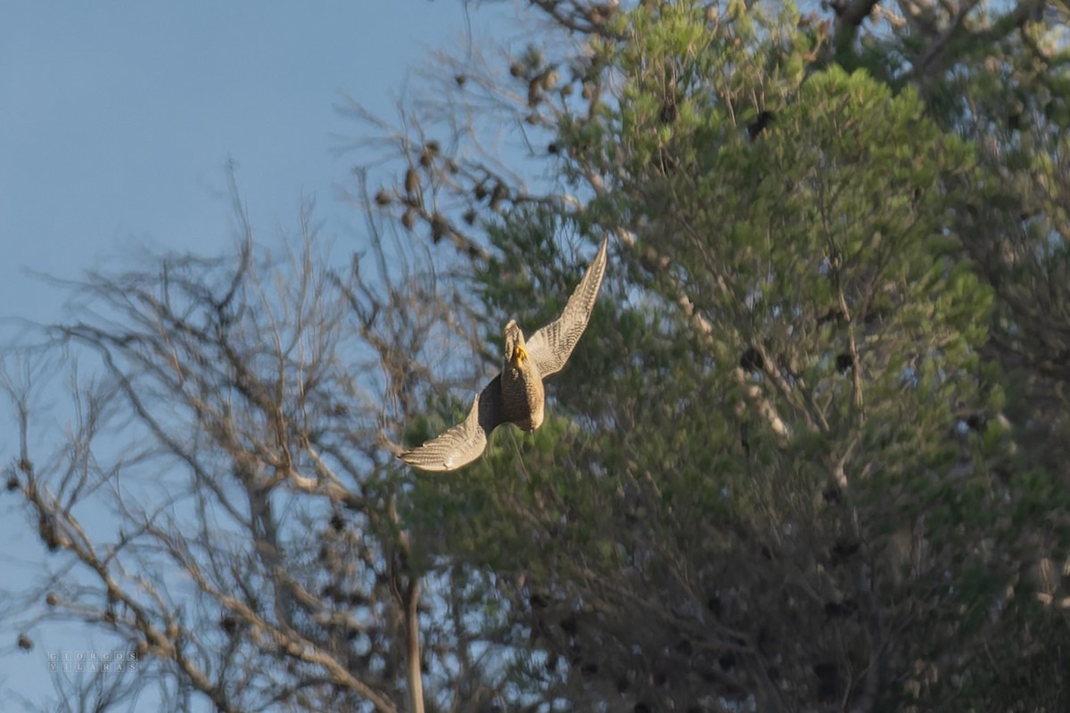 Peregrine Falcon - ML645169025