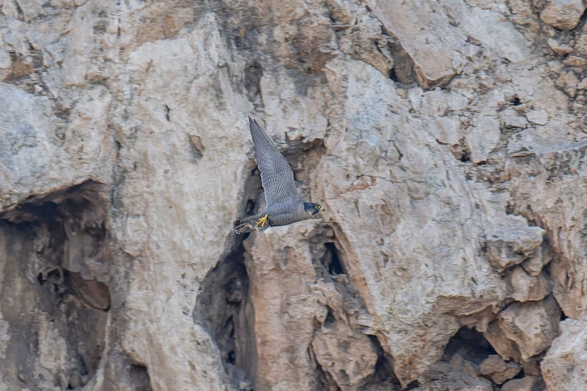 Peregrine Falcon - ML645169026