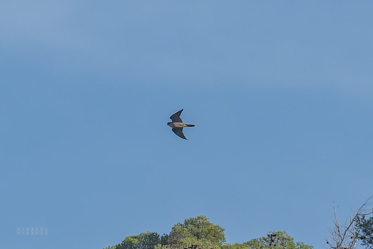 Peregrine Falcon - ML645169027